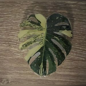 New Thai constellation plant pop socket!